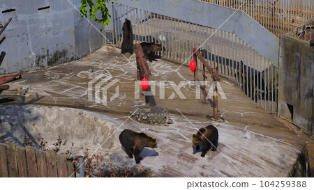 Noboribetsu Bear Farm Brown Bear 1 Noboribetsu Bear Farm Brown Bear 1 104259388
