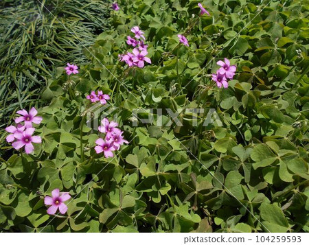 Imokatabami with small pink flowers 104259593