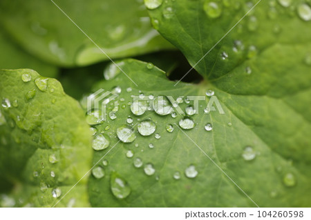drops on leaves drops on leaves 104260598