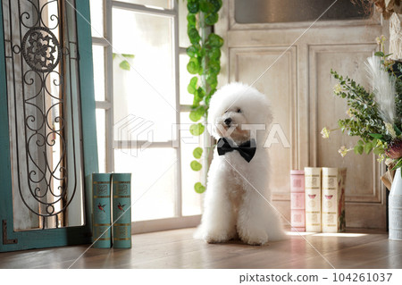 站在窗邊的玩具貴賓犬的肖像 站在窗邊的玩具貴賓犬的肖像 104261037