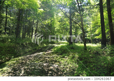 Higumo Shrine (Shigaraki Kogen Railway passes through the precincts) [Shigaraki-cho, Koka City, Shiga Prefecture, near Kumoi Station] 104261067