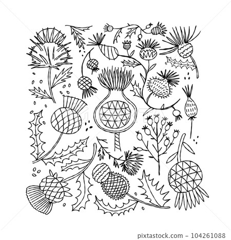 Milk Thistle flowers. Silymarin. Vector botanical illustration 104261088