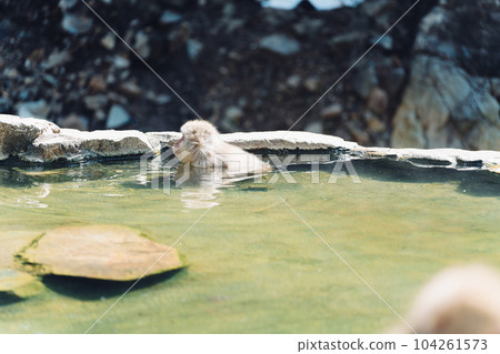 Monkeys swimming in hot springs (Jigokudani Monkey Park, Nagano Prefecture) 104261573