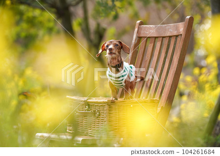 Kaninchen 臘腸犬被油菜花包圍 104261684