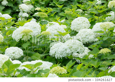 繡球花 繡球花 104261827