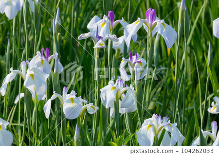 Hanabishi花 Hanabishi花 104262033