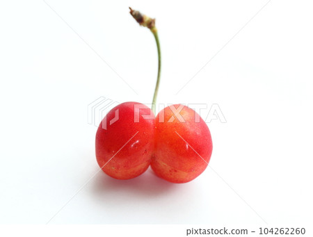 櫻桃的雙生果 104262260