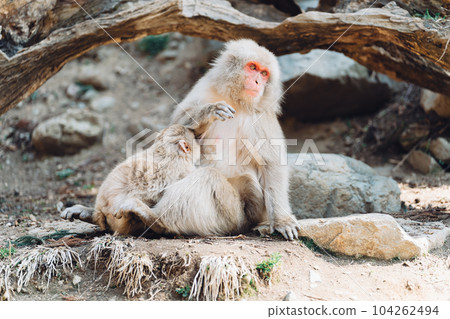 Parent and child grooming, removing fleas, and grooming monkeys (Jigokudani Monkey Park, Nagano Prefecture) 104262494