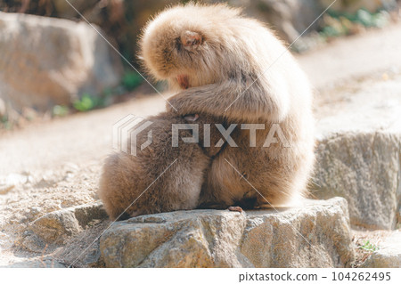 Parent and child grooming, removing fleas, and grooming monkeys (Jigokudani Monkey Park, Nagano Prefecture) 104262495