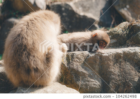 Parent and child grooming, removing fleas, and grooming monkeys (Jigokudani Monkey Park, Nagano Prefecture) 104262498