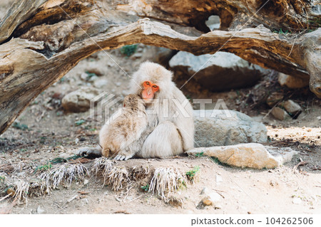 Parent and child grooming, removing fleas, and grooming monkeys (Jigokudani Monkey Park, Nagano Prefecture) 104262506