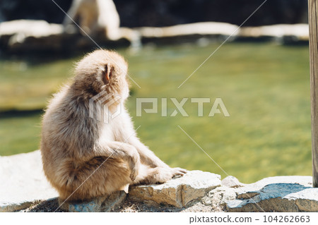 溫泉里的猴子(長野縣地獄谷雪猴公園) 溫泉里的猴子(長野縣地獄谷雪猴公園) 104262663