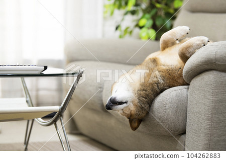 Shiba Inu sleeping on his back 104262883