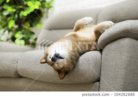 柴犬仰面睡覺 104262886