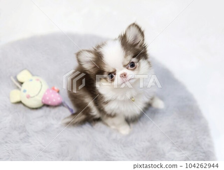 奇瓦瓦小狗 104262944