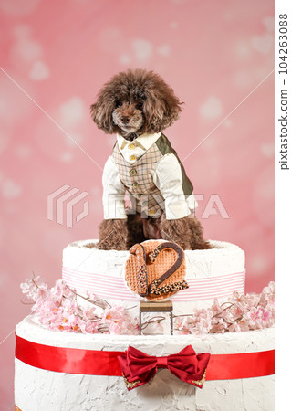 慶祝生日的玩具貴賓犬 104263088