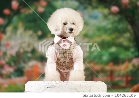 慶祝生日的玩具貴賓犬 慶祝生日的玩具貴賓犬 104263109