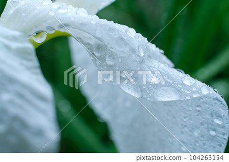 iris polka dot iris polka dot 104263154