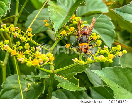 Dried bush flowers and wasps biting them Dried bush flowers and wasps biting them 104263204