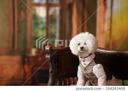 A toy poodle with a retro background A toy poodle with a retro background 104263409