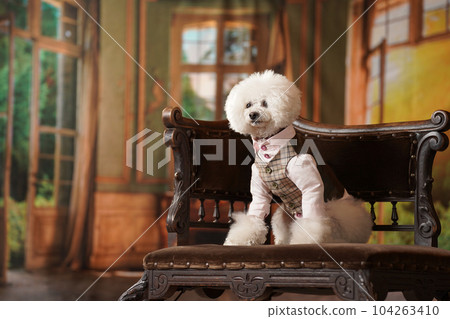具有復古背景的玩具貴賓犬 具有復古背景的玩具貴賓犬 104263410
