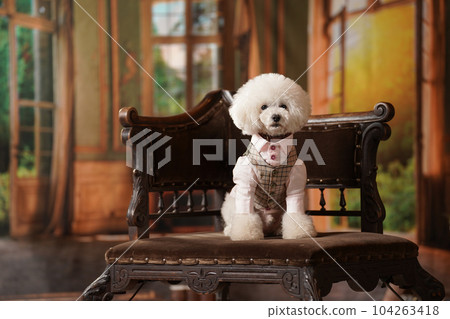 具有復古背景的玩具貴賓犬 具有復古背景的玩具貴賓犬 104263418
