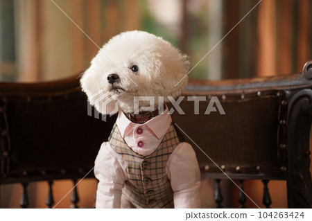A toy poodle with a retro background 104263424