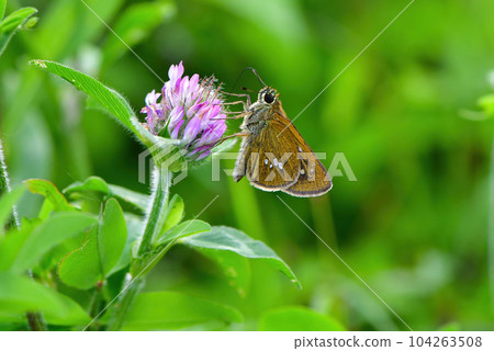Ochabaneseri, a familiar small butterfly that can be seen in woodlands and parks in early summer 104263508