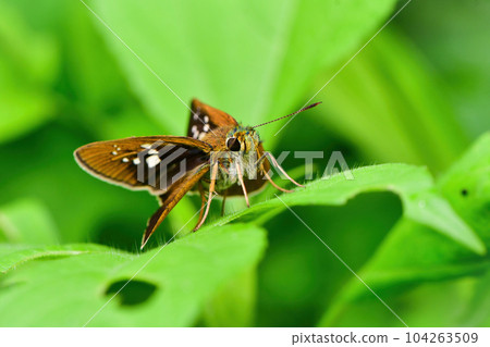 Ochabaneseri, a familiar small butterfly that can be seen in woodlands and parks in early summer Ochabaneseri, a familiar small butterfly that can be seen in woodlands and parks in early summer 104263509