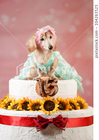 生日迷你臘腸犬 生日迷你臘腸犬 104263525