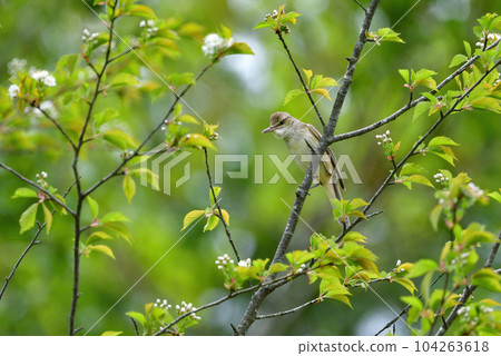 Great reed warbler, a summer bird that sings lively at the waterside in early summer Great reed warbler, a summer bird that sings lively at the waterside in early summer 104263618