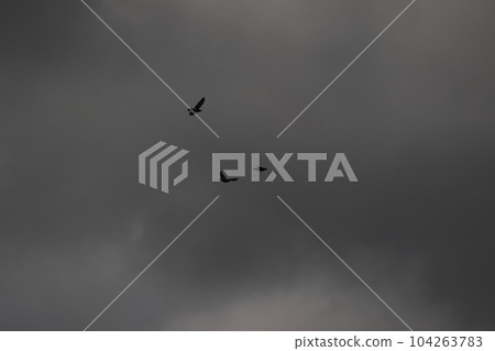 flying birds on a stormy weather and dark clouds flying birds on a stormy weather and dark clouds 104263783