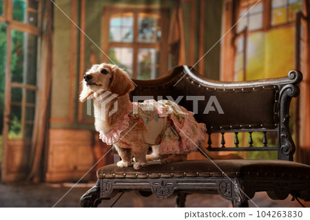 A miniature dachshund on a retro background A miniature dachshund on a retro background 104263830