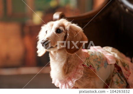 A miniature dachshund on a retro background A miniature dachshund on a retro background 104263832