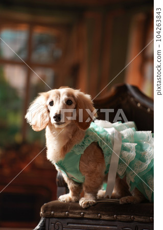 A miniature dachshund on a retro background A miniature dachshund on a retro background 104263843
