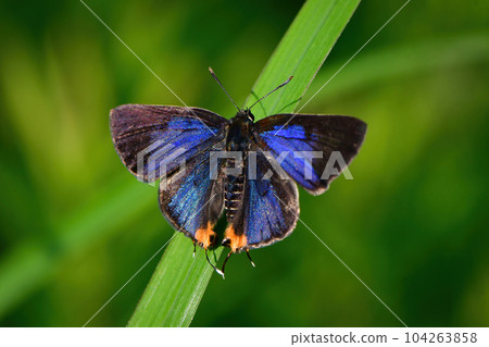 A rare and rare butterfly with beautiful bluish-purple wings. A rare and rare butterfly with beautiful bluish-purple wings. 104263858