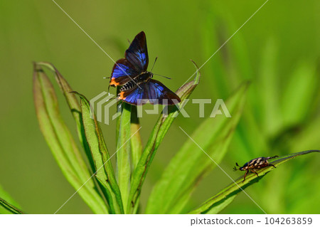 A rare and rare butterfly with beautiful bluish-purple wings. 104263859