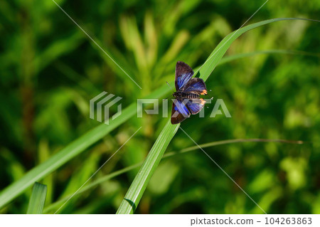 A rare and rare butterfly with beautiful bluish-purple wings. A rare and rare butterfly with beautiful bluish-purple wings. 104263863