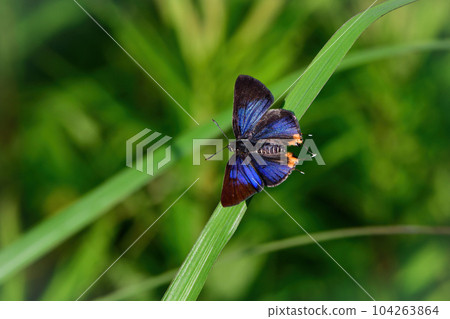 一種珍稀罕見的蝴蝶，有著美麗的藍紫色翅膀。 104263864