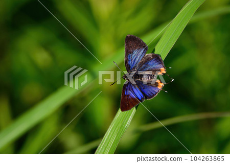 一種珍稀罕見的蝴蝶，有著美麗的藍紫色翅膀。 104263865