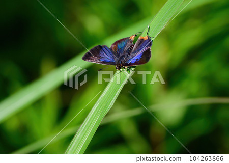 A rare and rare butterfly with beautiful bluish-purple wings. 104263866