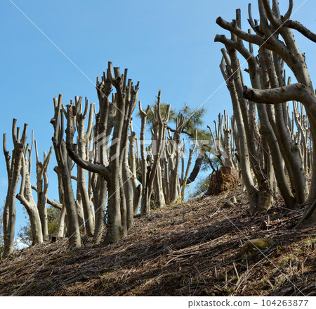 Pruned park trees Pruned park trees 104263877