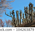 Pruned park trees 104263879