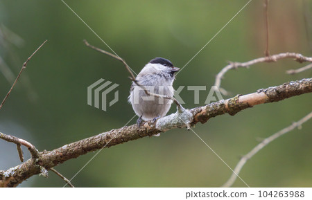 Willow tit (Poecile montanus) closeup in wintertime Willow tit (Poecile montanus) closeup in wintertime 104263988