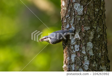 Eurasian Nuthatch(Sitta europaea) on alder tree Eurasian Nuthatch(Sitta europaea) on alder tree 104263992