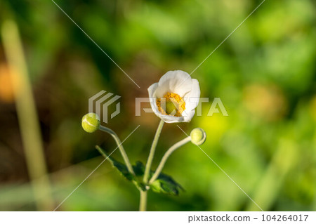 Blooming white Akimaki chrysanthemum 104264017