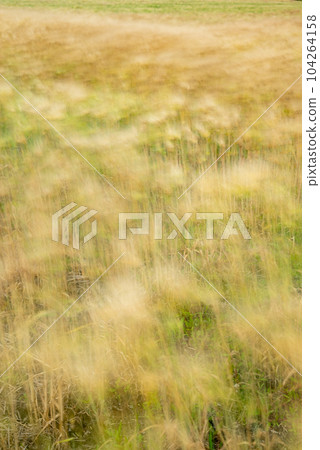 Subject blurred image [Slow shutter in wheat field] 104264158