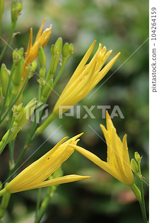 A yellow flower of Yuusuge that seems to be signaling in the shape of a person's hand A yellow flower of Yuusuge that seems to be signaling in the shape of a person's hand 104264159
