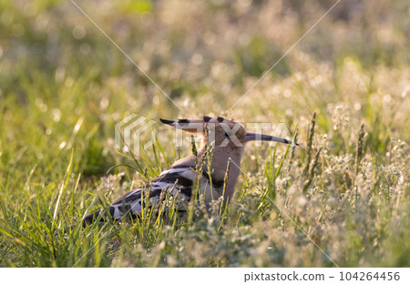Hoopoe (Upupa epops) in backyard grass Hoopoe (Upupa epops) in backyard grass 104264456