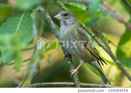 European Greenfinch (Chloris chloris) among springtime leaves European Greenfinch (Chloris chloris) among springtime leaves 104264459